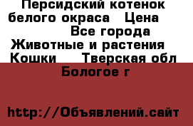 Персидский котенок белого окраса › Цена ­ 35 000 - Все города Животные и растения » Кошки   . Тверская обл.,Бологое г.